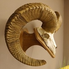Dall Sheep (Ovis Canadensis)