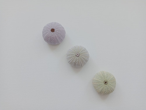 Colorful sea urchins for - urchins,