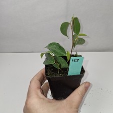 Ficus Benjamina Rooted Cutting Growing Plant Potted In nursery Pot
