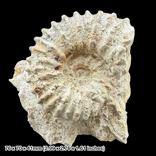 Douvilleiceras ammonite fossil - douvilleiceras,