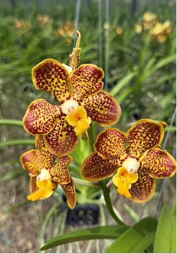 Rare vanda spotted - rare,