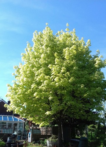 Pick mix acer - pick, &