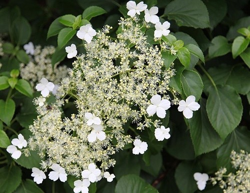 Climbing hydrangea plant white - plant,