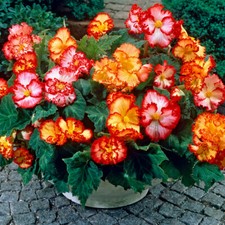 Begonia 'Marginata Mix' x 10