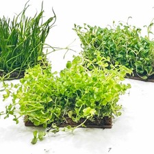 Live Aquarium Beginner Easy