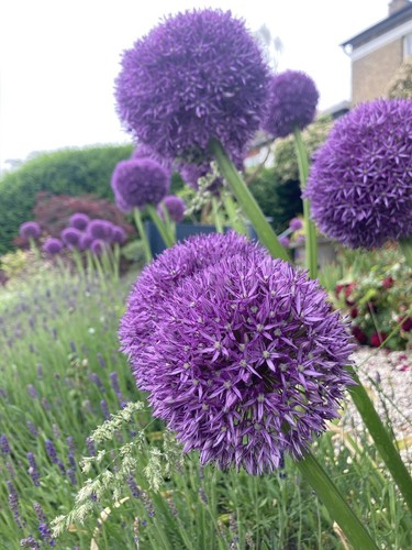 Five summer flowering allium - five,