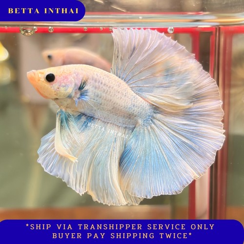 Live betta fish ice - live,