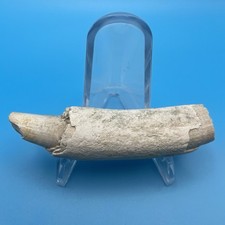 FOSSIL SPERM WHALE TOOTH
