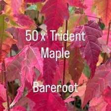 Trident Maple Bareroot