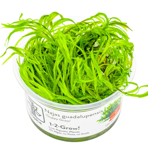 Tropica live aquarium plants - tropica,