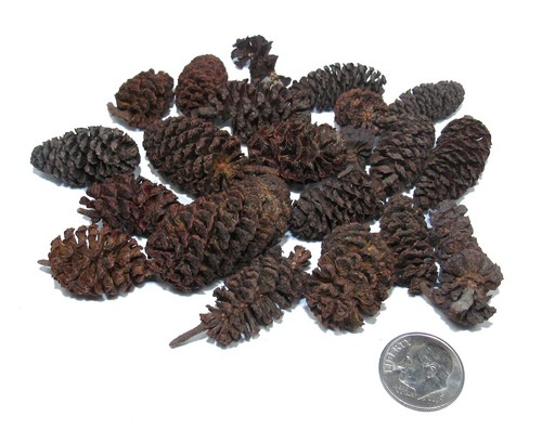 Birch cones fish shrimp tank - birch,