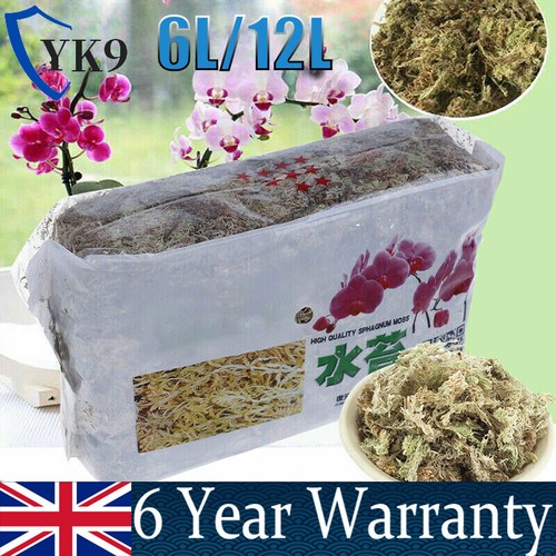Dried sphagnum moss - dried, potted