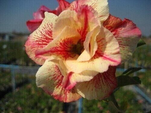 Seeds adenium obesum - of,