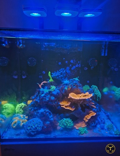 Red sea reefer 170 marine - 170, g2