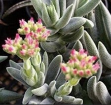 Crassula Mesembryanthemoides ROOTED Cutting RARE
