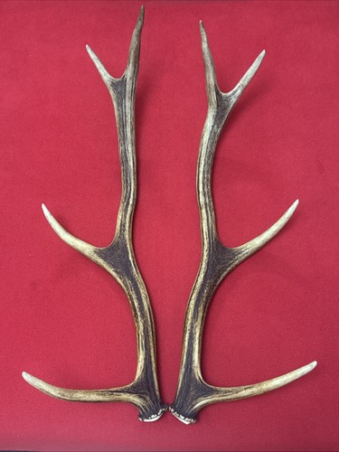 Pair red deer - antlers, 505g