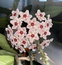 Hoya Carnosa AH074 Rooted