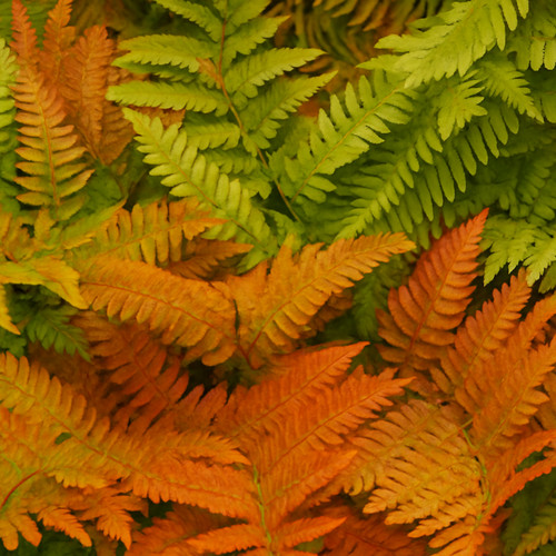 Large garden ready plant - ready,