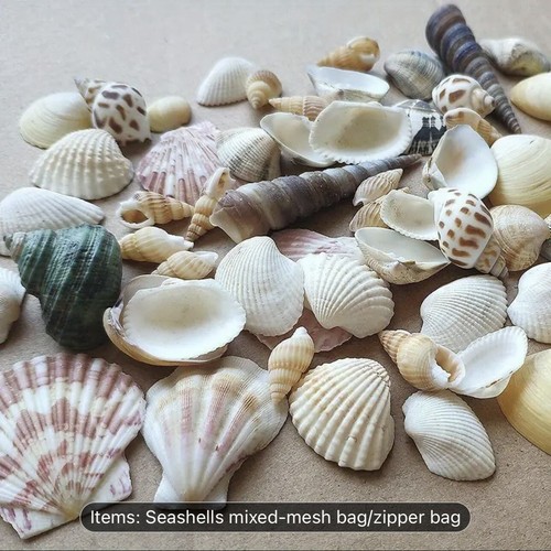 Mixed beach sea shells - mixed, natural