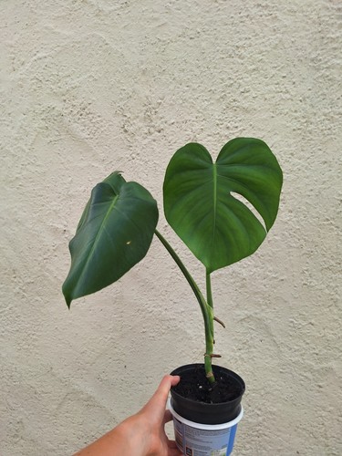Monstera deliciosa swiss - monstera,