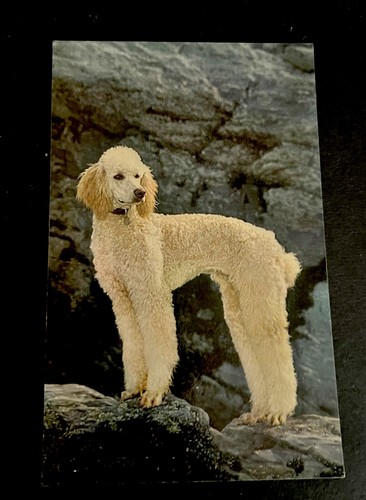 Postcard dogs apricot - dogs,