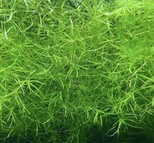 GUPPY GRASS - NAJAS TROPICAL