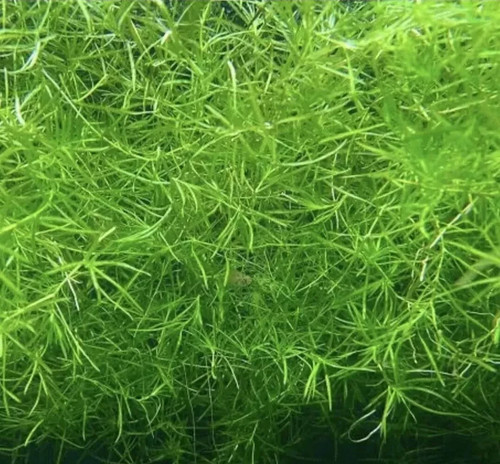 Guppy grass najas - grass,