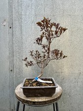 Japanese Satsuki Azalea