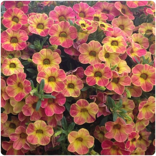 Calibrachoa chameleon sunshine - chameleon,