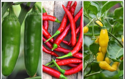 Mixed chilli plug - mixed, plant