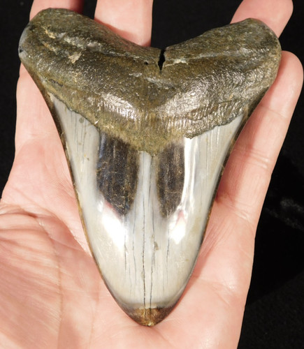 Giant over four inch 100 - giant!,
