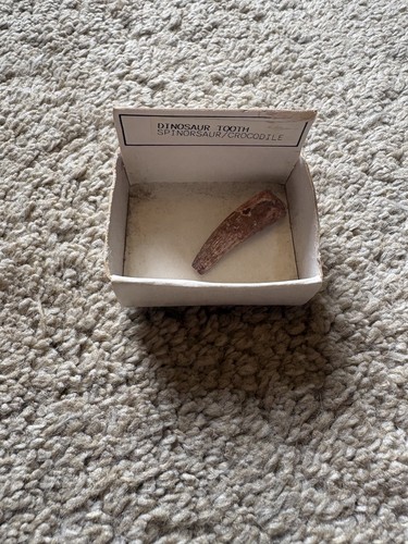 Dinosaur tooth fossil - tooth,