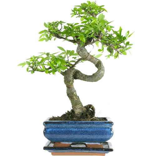Chinese elm bonsai tree - 1,