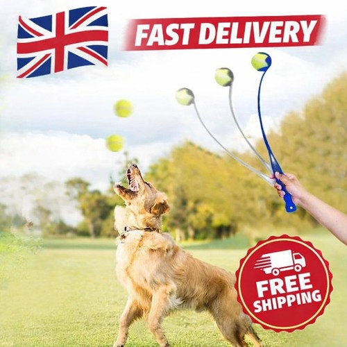 Dog tennis ball - dog,