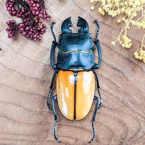 Stag beetle 75mm odontolabis - beetle,