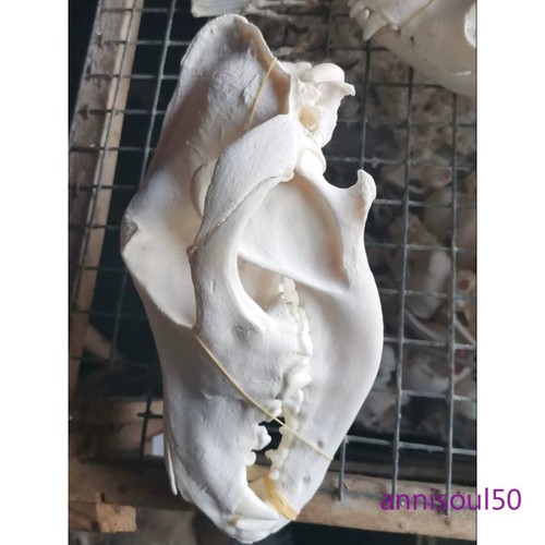 10pcs real dog skull - 5/10pcs,