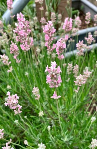 English lavender rosea - 3,