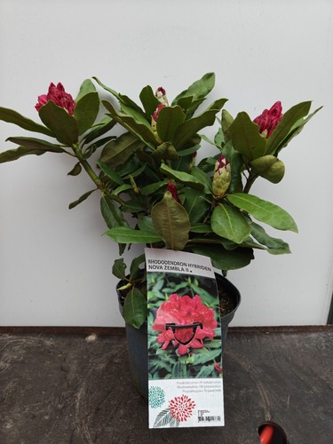 Rhododendron nova zembla - zembla, pink