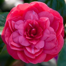 Camellia japonica 'Principessa