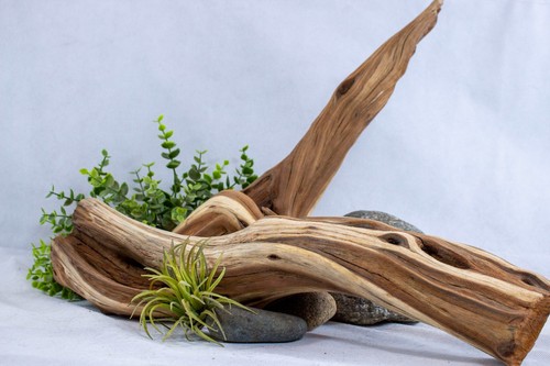 Manzanita driftwood branch - manzanita,