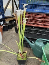 Sarracenia ‘ Cronus / Titan