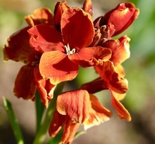 1200x Wallflower Fire Seeds -