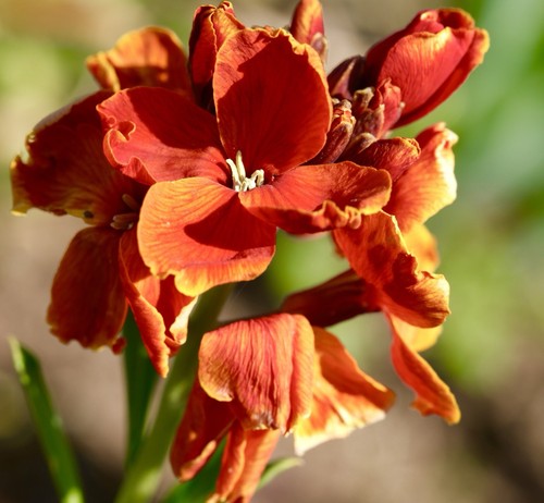 1200x wallflower fire - fire, seeds