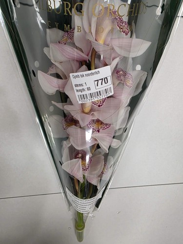 Farm fresh orchid cymbidium - fresh, orchid/cymbidium