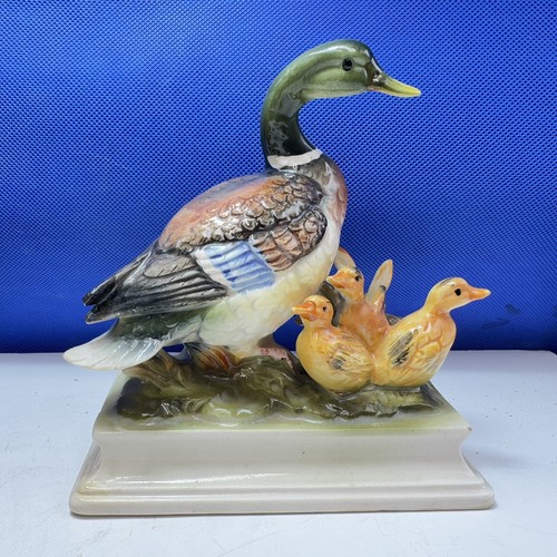 Mallard duck with - mallard,