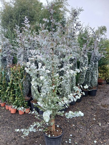 Eucalyptus silver dollar 18l - silver,