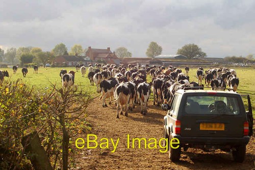 Photo 6x4 cattle heading - 6x4, for