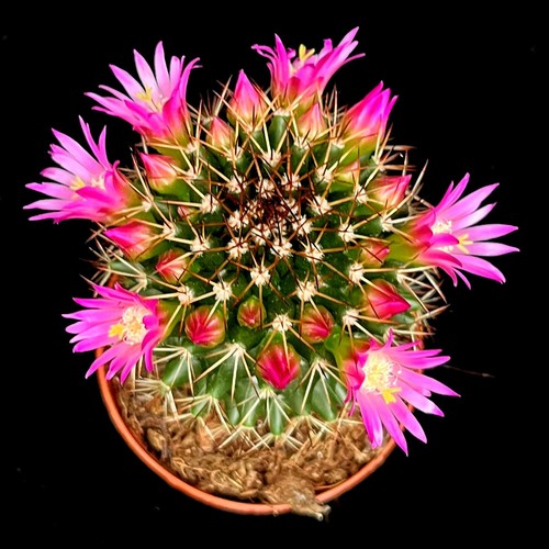 Mammillaria ernestii bloeiend-
