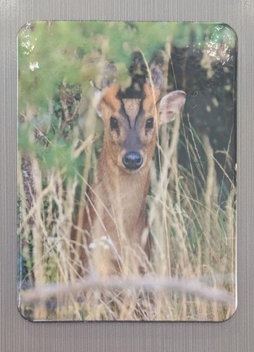 Muntjac deer fridge magnet - muntjac,