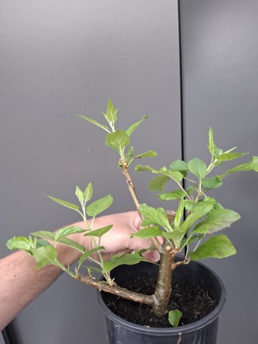 Chunky crab apple bonsai tree - crab,